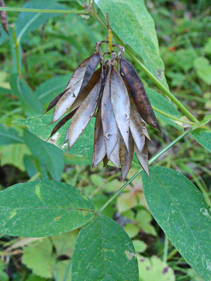 Изображение особи Lathyrus komarovii.