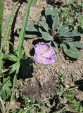 genus Geranium