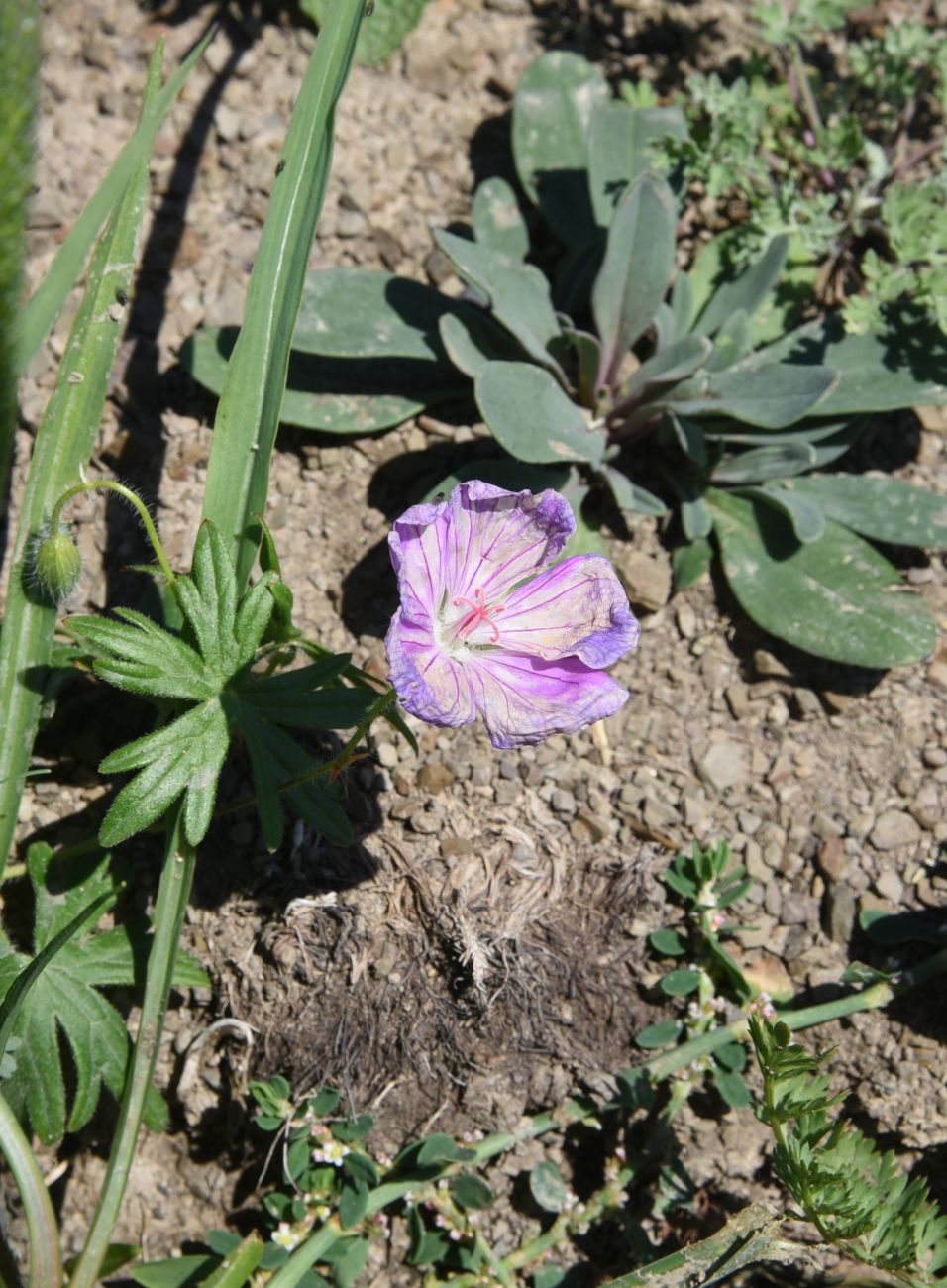Изображение особи род Geranium.