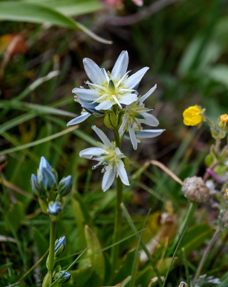 Image of Swertia marginata specimen.