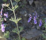 Teucrium orientale. Часть побега и соцветие. Чечня, Шаройский р-н, левый борт долины р. Шикаройакх, ниже селения Шикарой. 8 августа 2023 г.