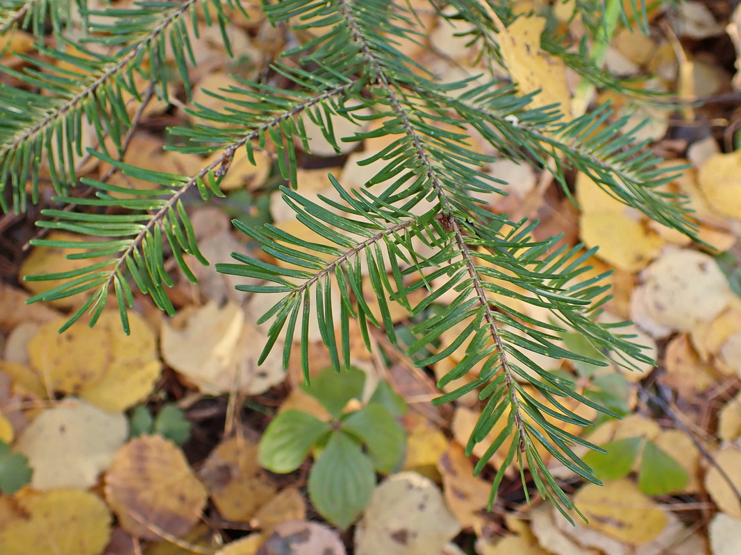 Image of Abies nephrolepis specimen.