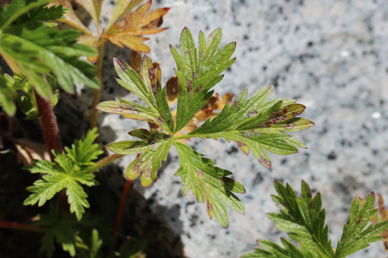 Image of Potentilla intermedia specimen.