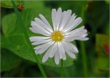 Bellis perennis. Соцветие (одичавшее растение). Московская обл., Раменский р-н, окр. дер. Хрипань, садовый участок. 16.06.2023.