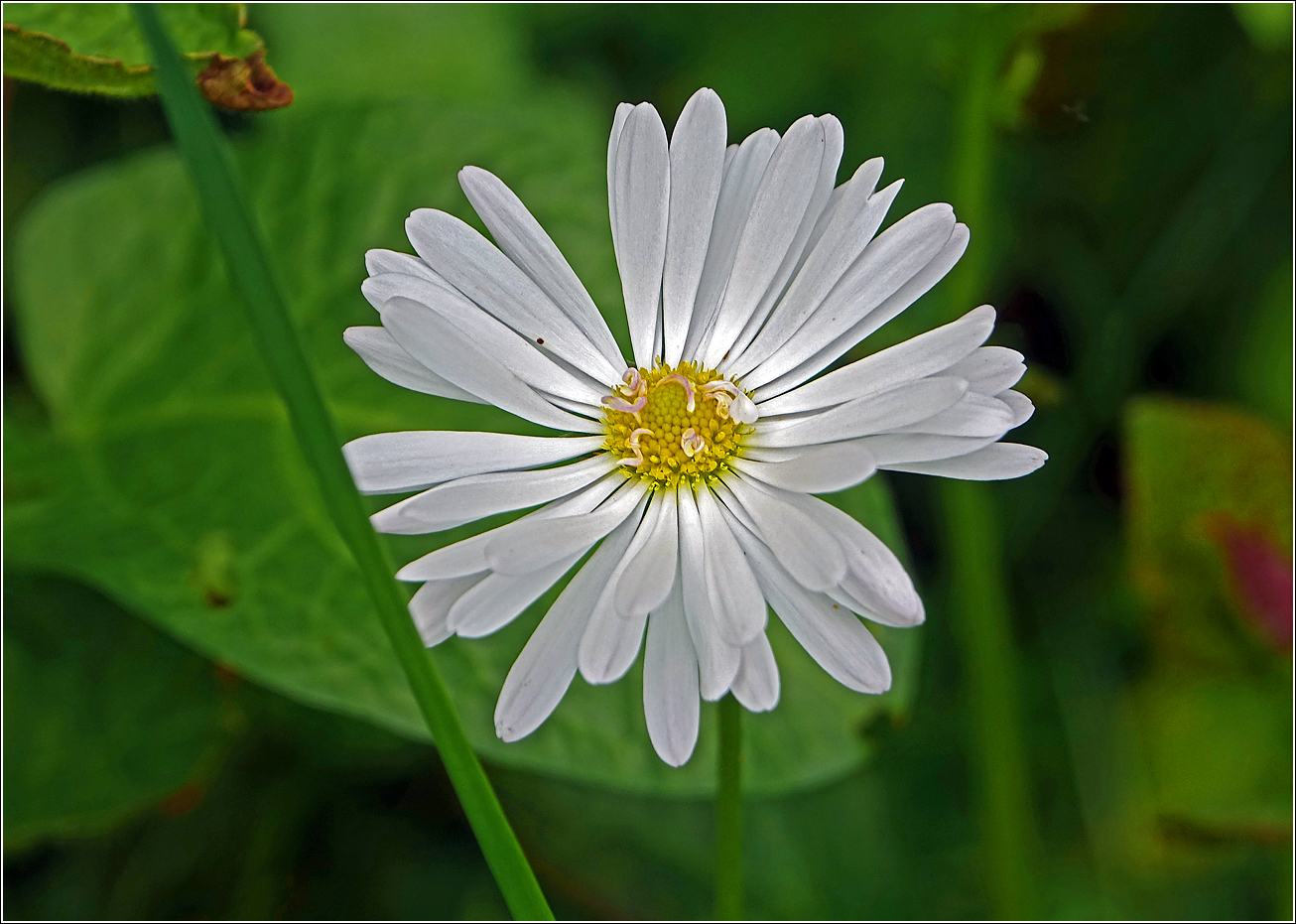 Image of Bellis perennis specimen.