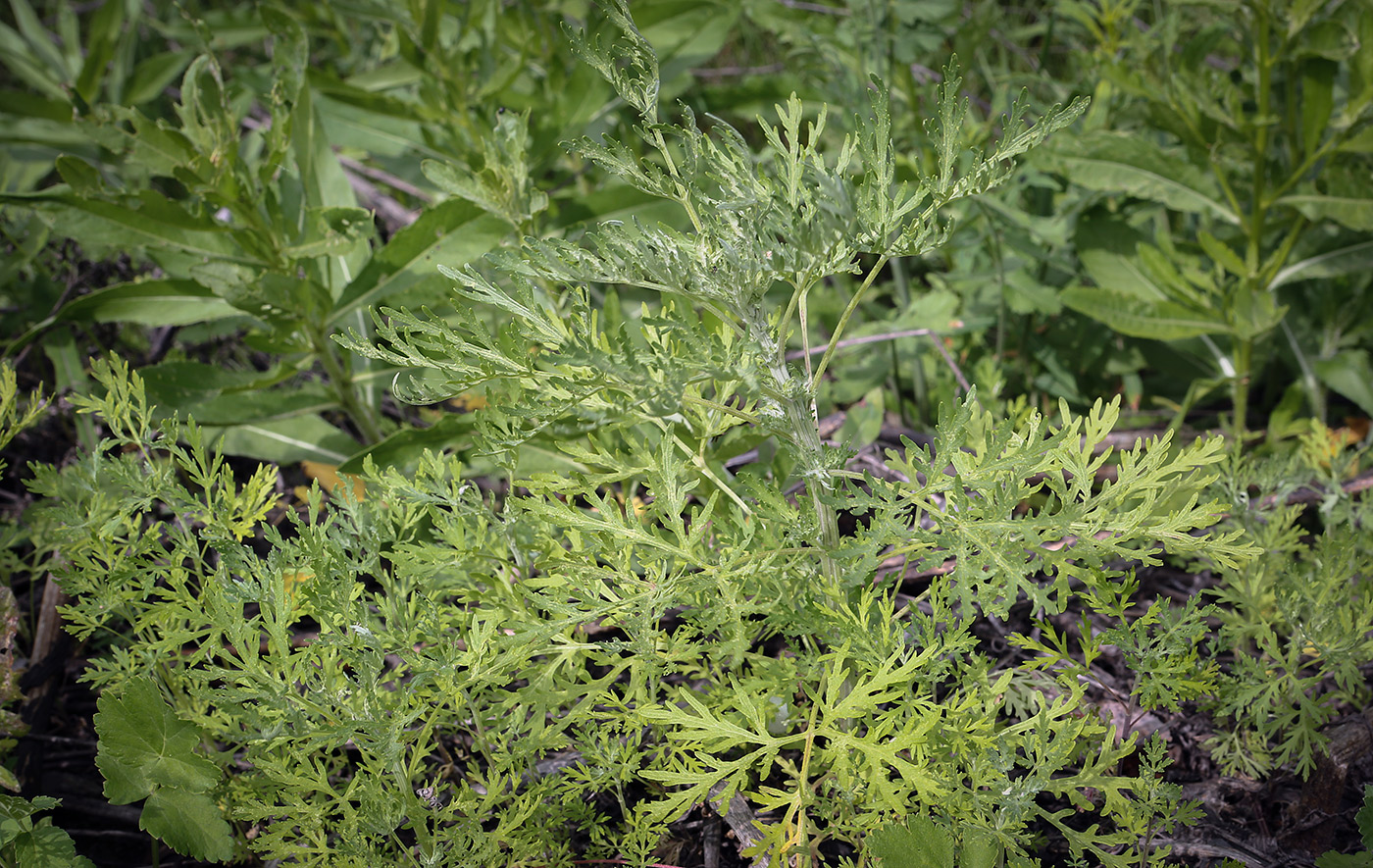 Image of Artemisia sieversiana specimen.