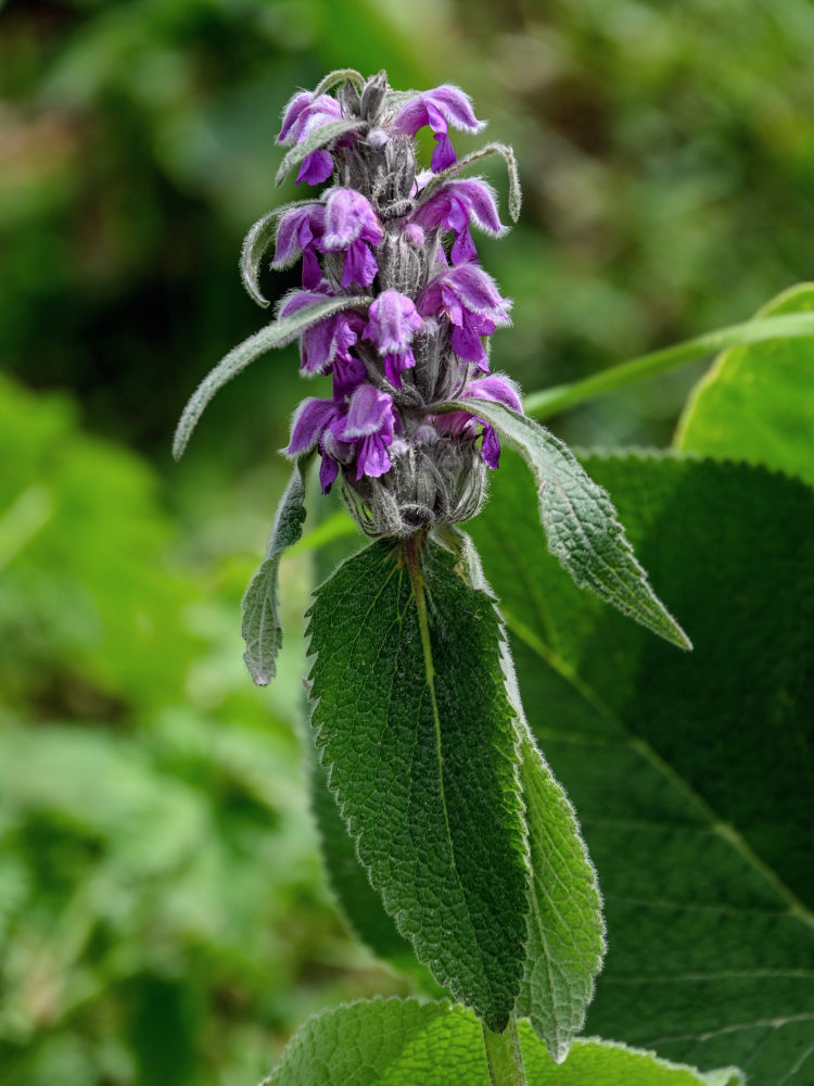 Изображение особи Phlomoides oreophila.