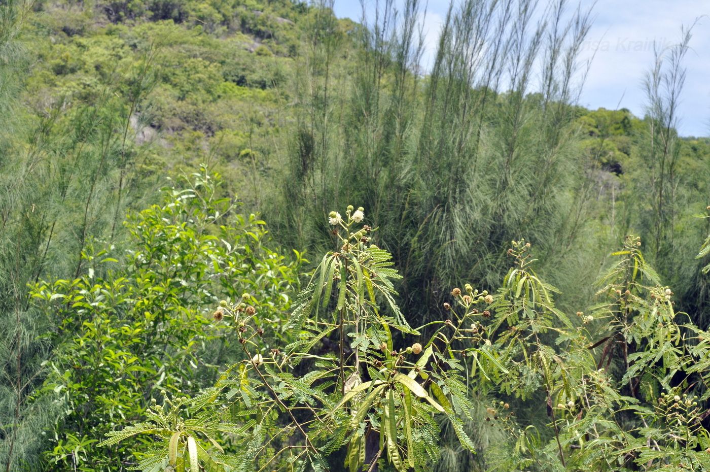 Изображение особи Leucaena leucocephala.