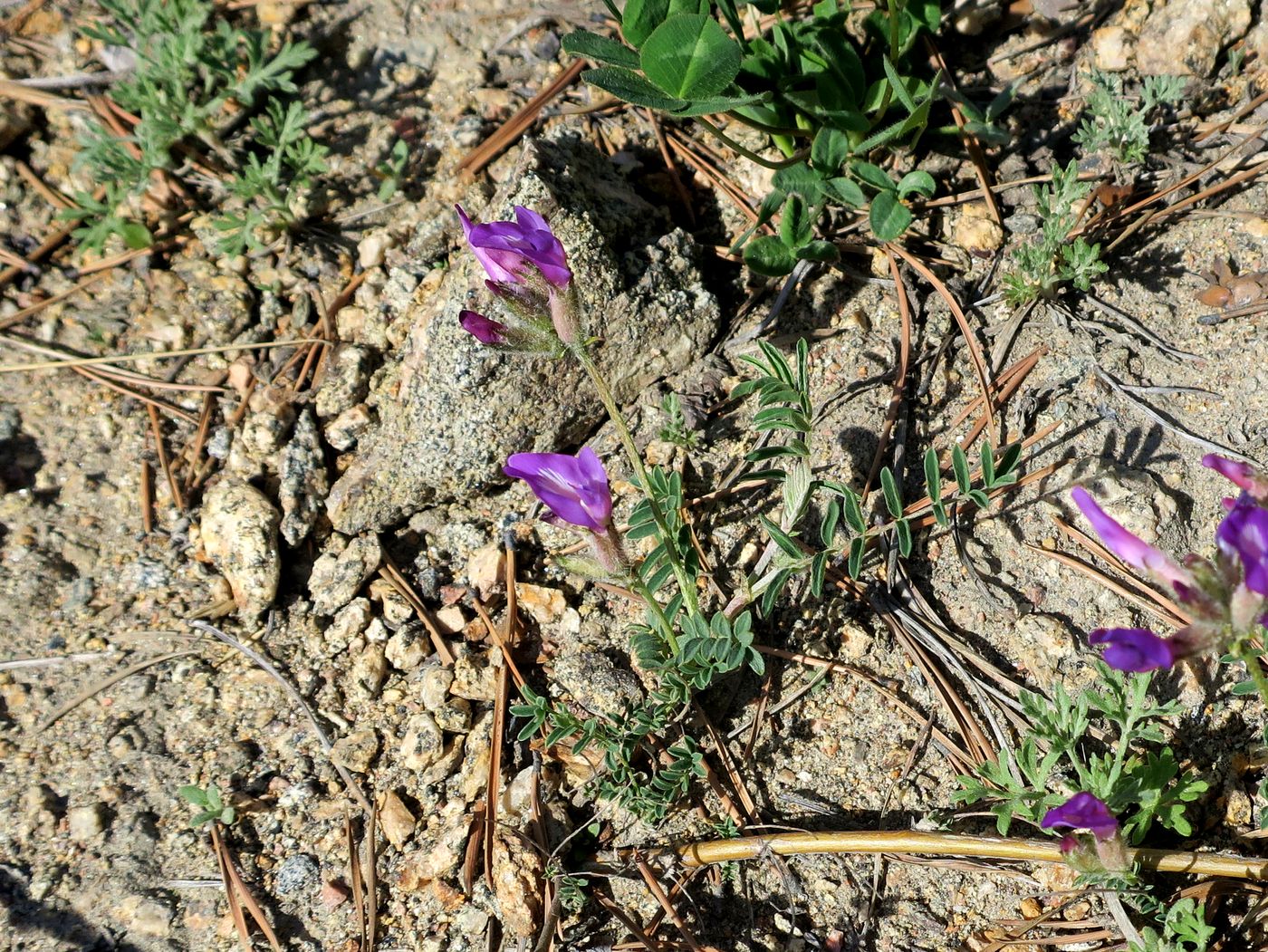 Image of Astragalus suffruticosus specimen.