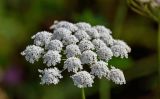 familia Apiaceae. Соцветие. Киргизия, Джалал-Абадская обл., Западный Тянь-Шань, берег оз. Ири-Кёль, ≈ 1800 м н.у.м., луг. 15.07.2022.