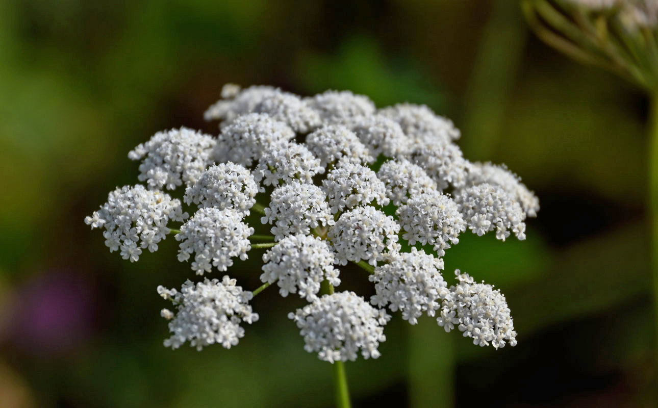 Изображение особи семейство Apiaceae.