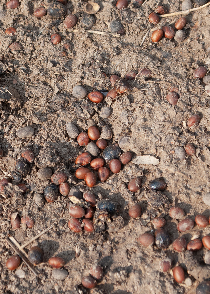Image of Washingtonia filifera specimen.