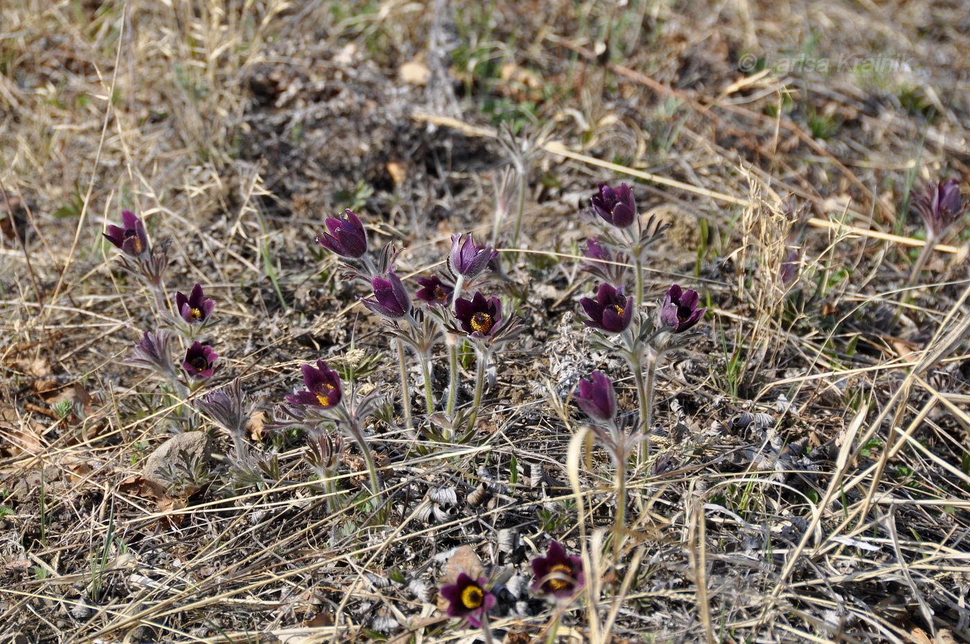 Изображение особи Pulsatilla × kissii.