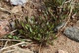 Campanula rotundifolia. Вегетирующее растение. Ленинградская обл., Ломоносовский р-н, окр. Шепелёвского маяка; п-ов Каравалдай, побережье Финского залива, верхняя часть удалённого от берега каменисто-песчаного берегового вала. 26.04.2024.