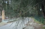 Pinus pityusa. Верхушка веточки. Абхазия, Гагрский р-н, с. Лдзаа, озеленение. 14.04.2024.