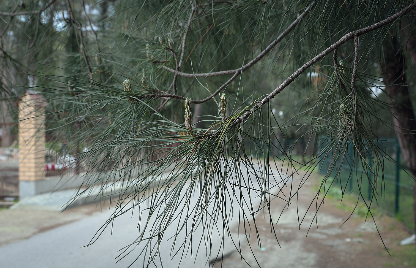 Image of Pinus pityusa specimen.