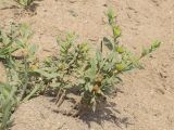 Helianthemum salicifolium