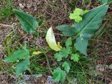 Arum italicum subspecies albispathum. Цветущее растение. Краснодарский край, г/о Сочи, Хостинский р-н, гора Бытха, широколиственный лес, у трассы. 08.05.2024.