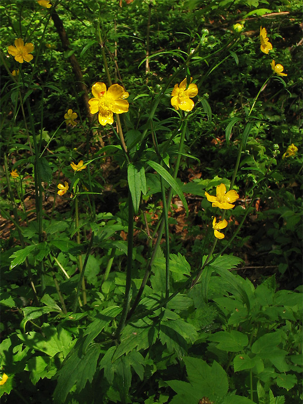 Изображение особи Ranunculus lanuginosus.