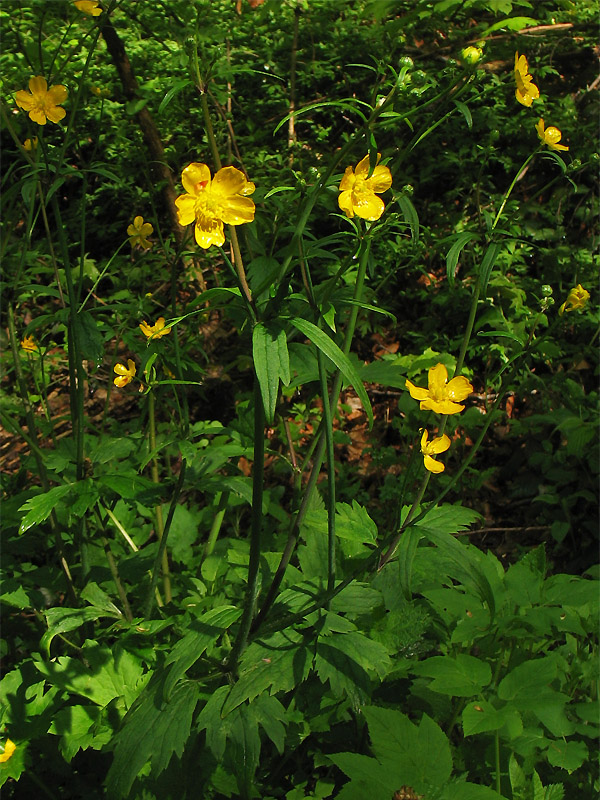 Image of Ranunculus lanuginosus specimen.