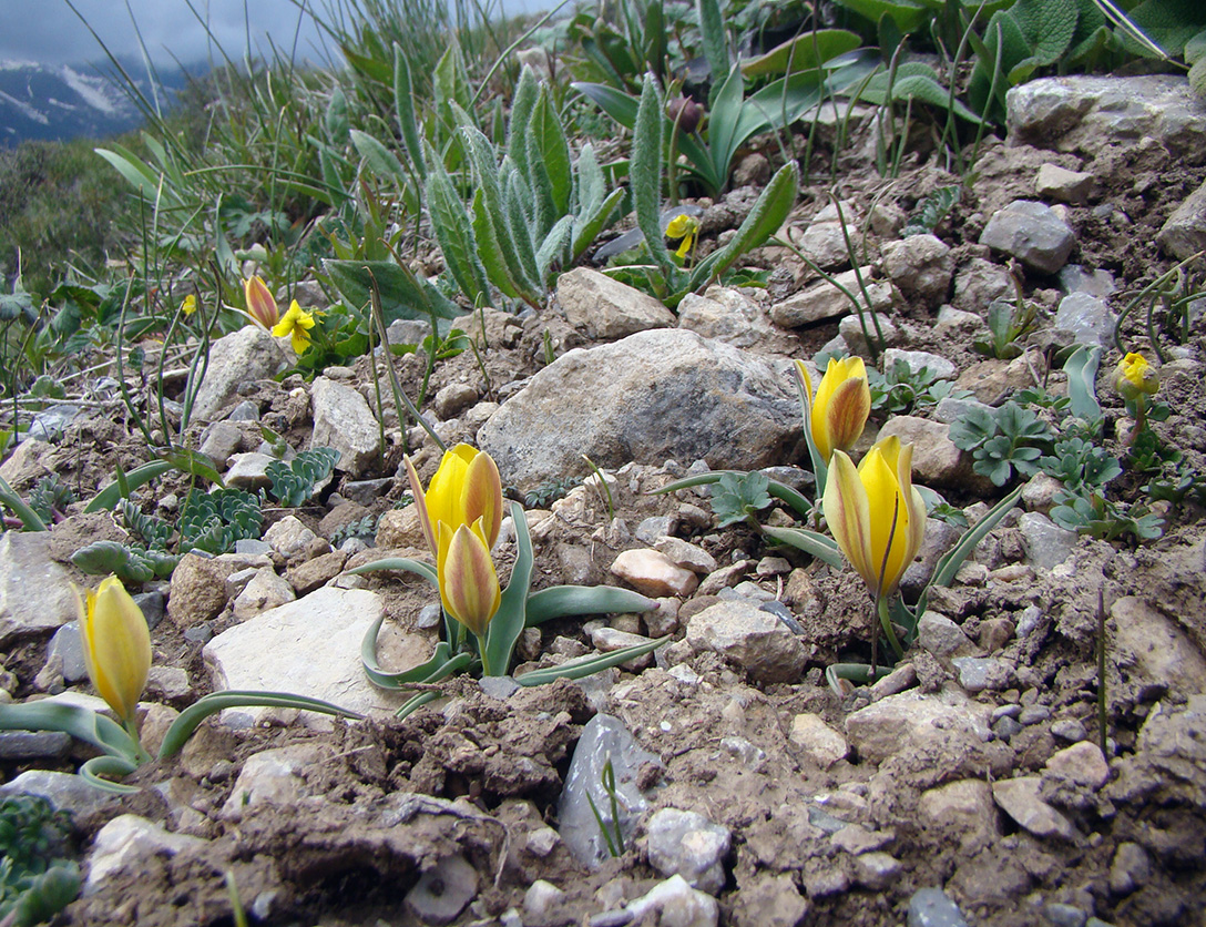 Image of Tulipa thianschanica specimen.