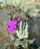 Primula turkestanica