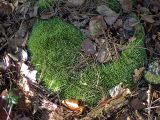 Leucobryum glaucum