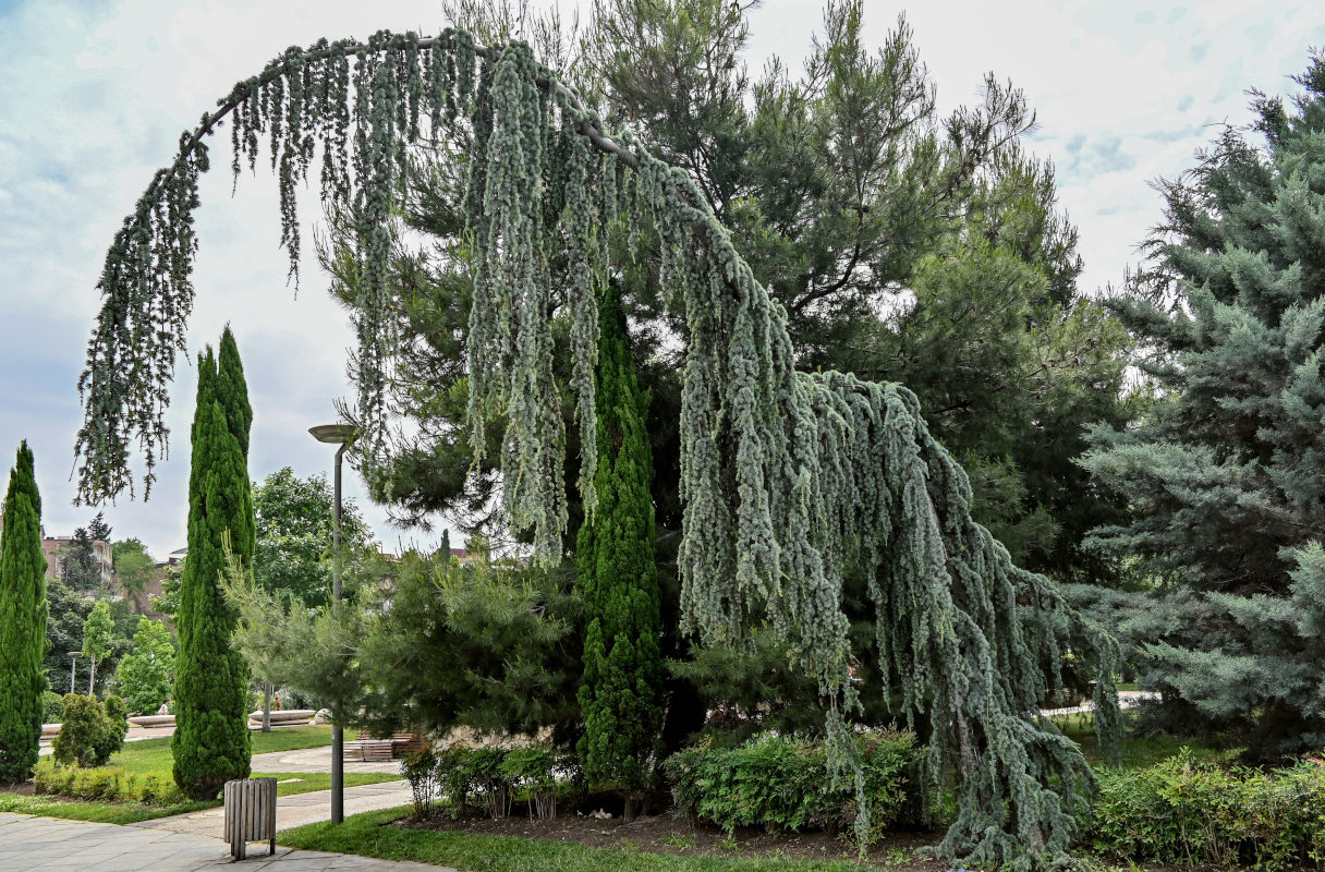 Image of Cedrus atlantica specimen.