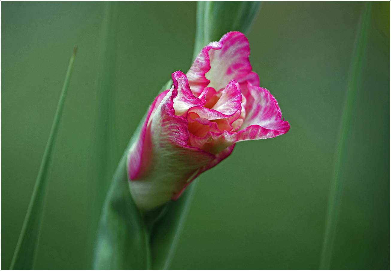Image of Gladiolus × gandavensis specimen.
