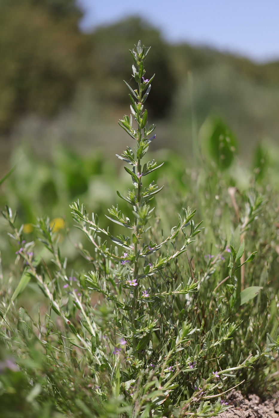 Изображение особи Lythrum thymifolia.
