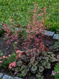 Heuchera &times; hybrida