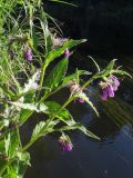 Symphytum officinale