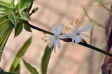 Chlorophytum comosum