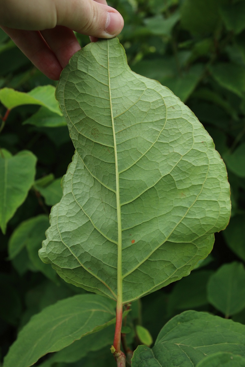 Image of genus Reynoutria specimen.