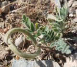 Astragalus stalinskyi
