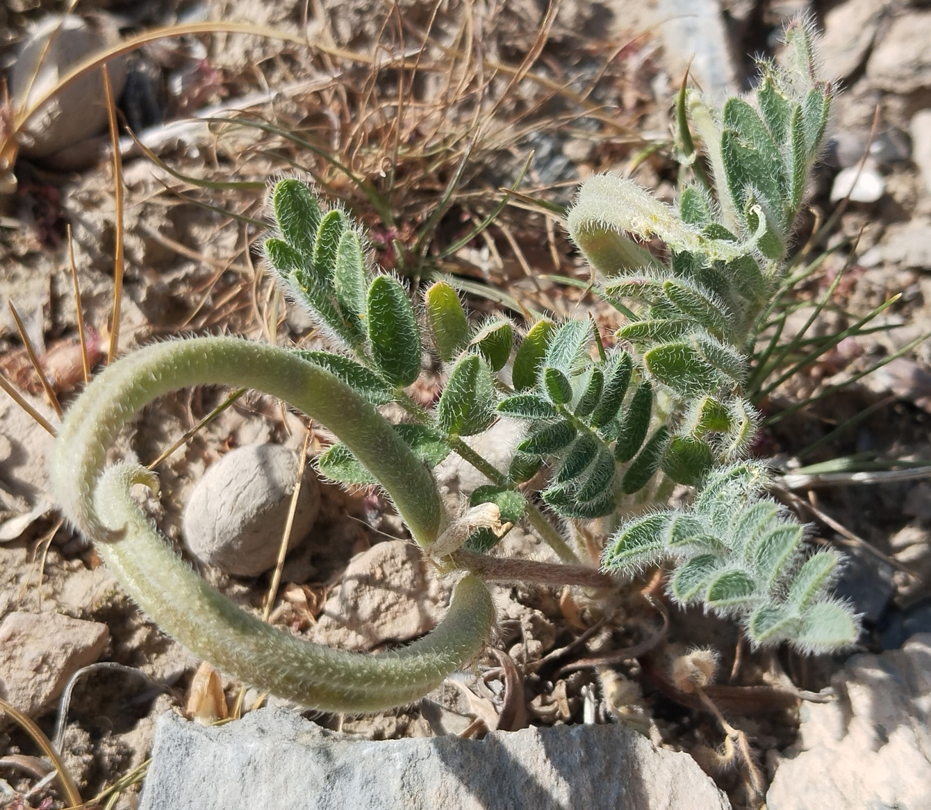 Изображение особи Astragalus stalinskyi.