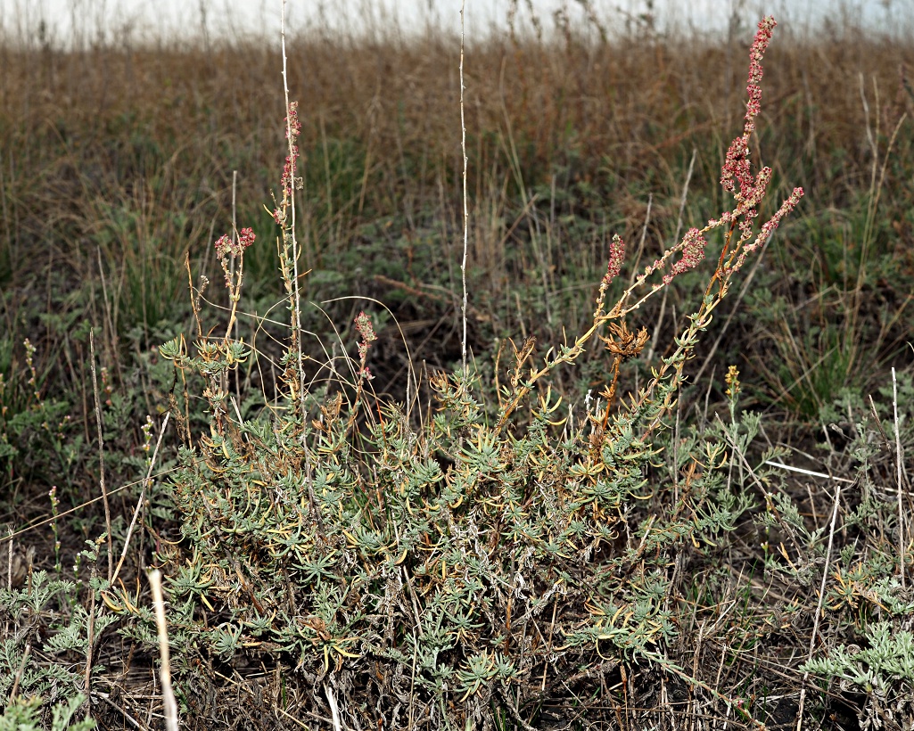 Изображение особи Bassia prostrata.
