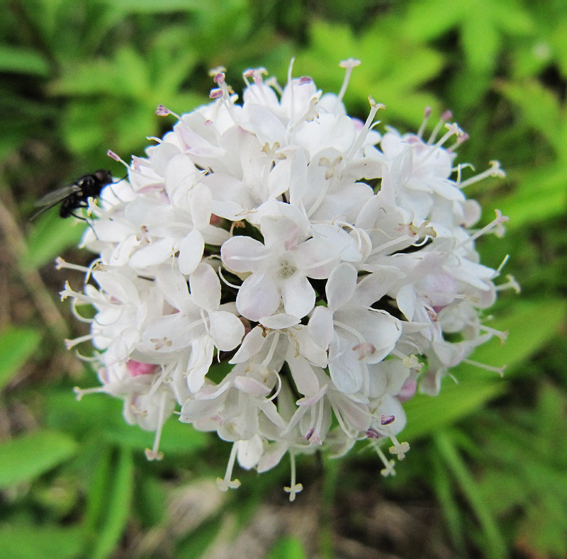 Image of Valeriana capitata specimen.