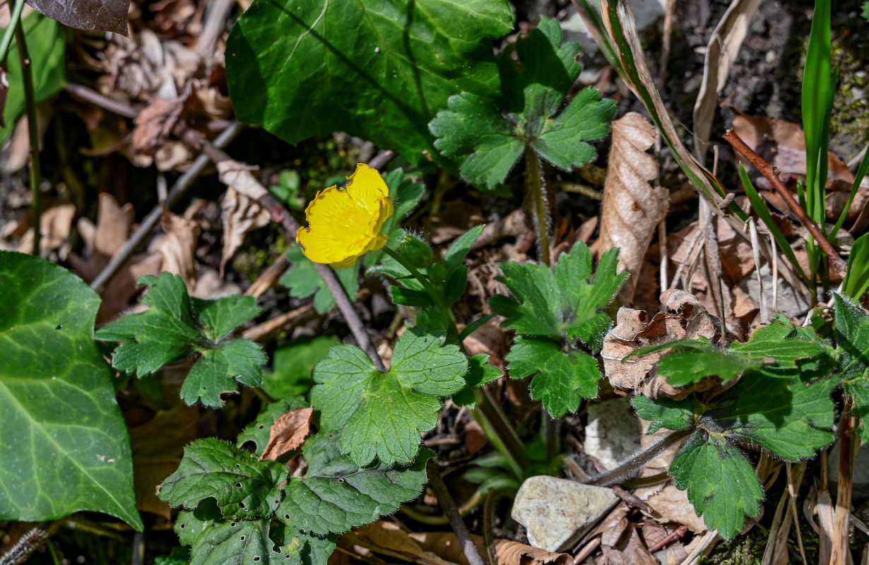 Изображение особи Ranunculus constantinopolitanus.