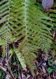 Polystichum braunii. Верхушка вайи. Краснодарский край, Сочи, Хостинский р-н, Змейковские водопады, широколиственный лес. 11.03.2025.