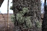 View full-size image Evernia prunastri