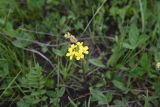 Erysimum substrigosum