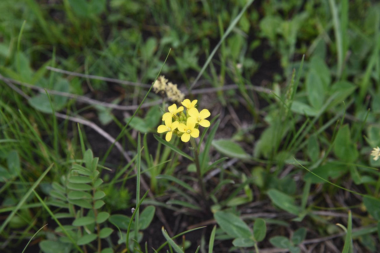 Image of Erysimum substrigosum specimen.