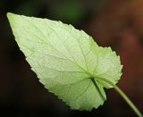 Viola albida. Лист (вид на абаксиальную поверхность). Приморский край, Хасанский р-н, окр. с. Барабаш, выходы известняка, облесённые скалы. 12.06.2025.