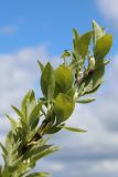 Salix caprea