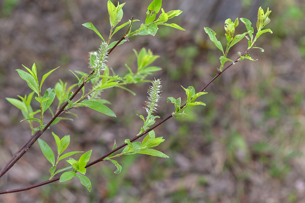 Image of Salix phylicifolia specimen.