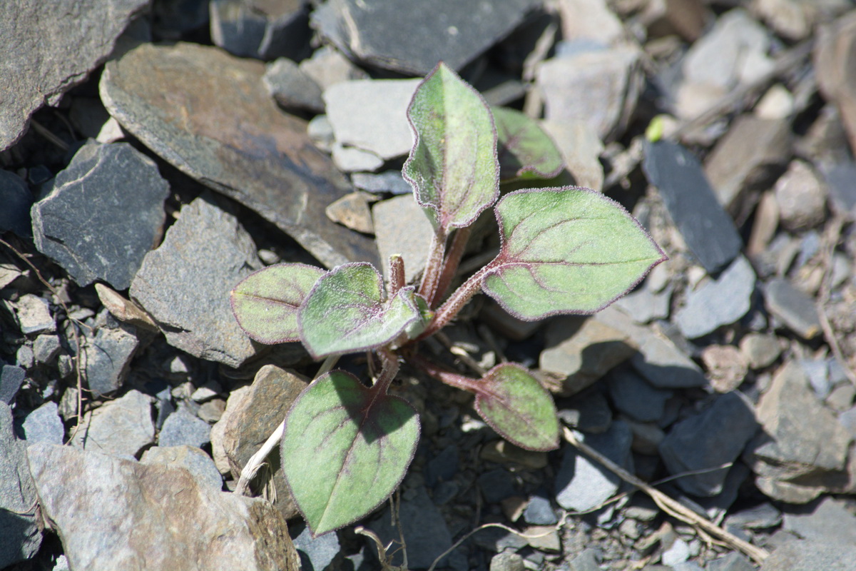Image of Oberna lacera specimen.