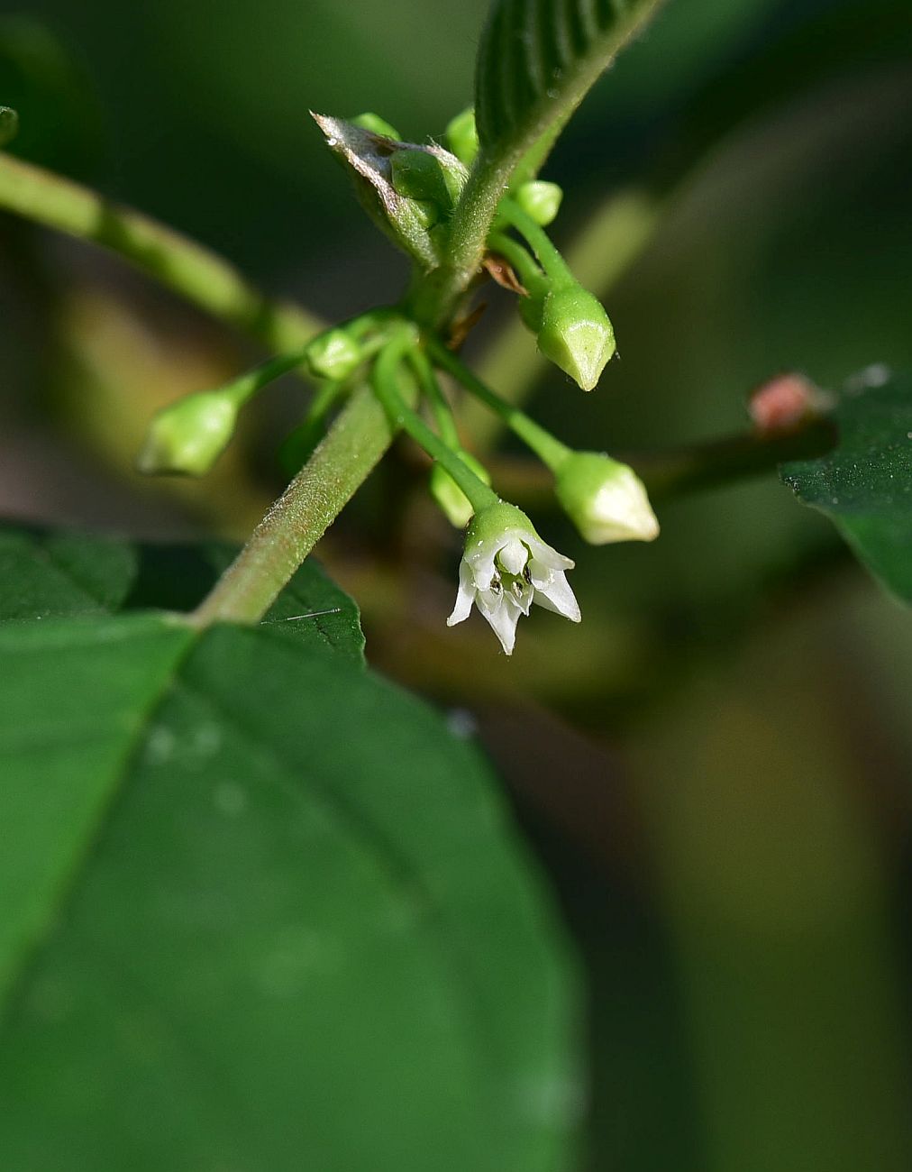 Изображение особи Frangula alnus.