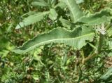 genus Rumex
