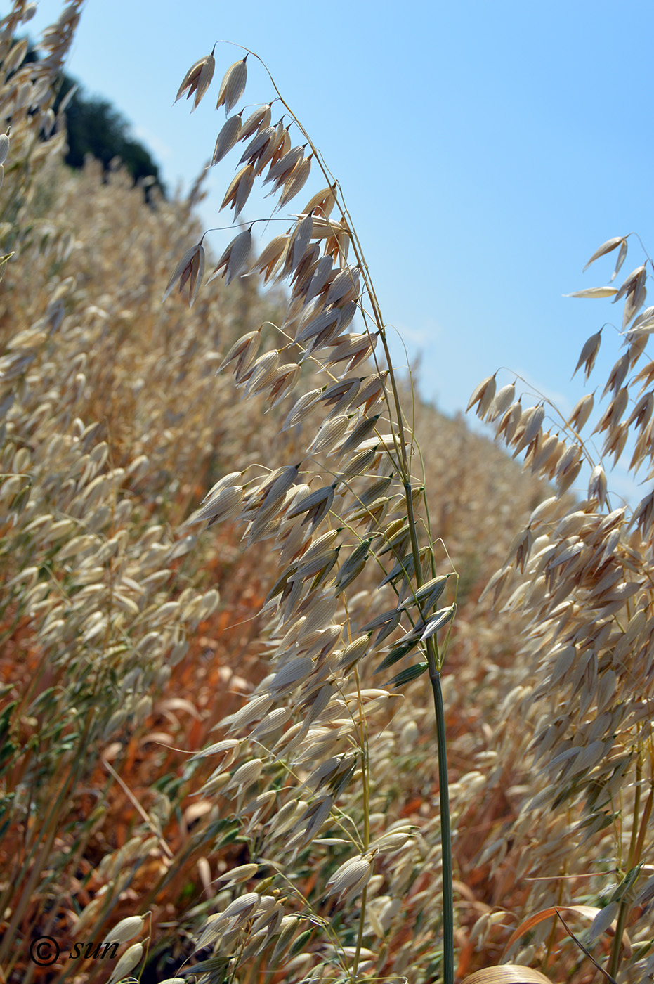 Image of Avena sativa specimen.